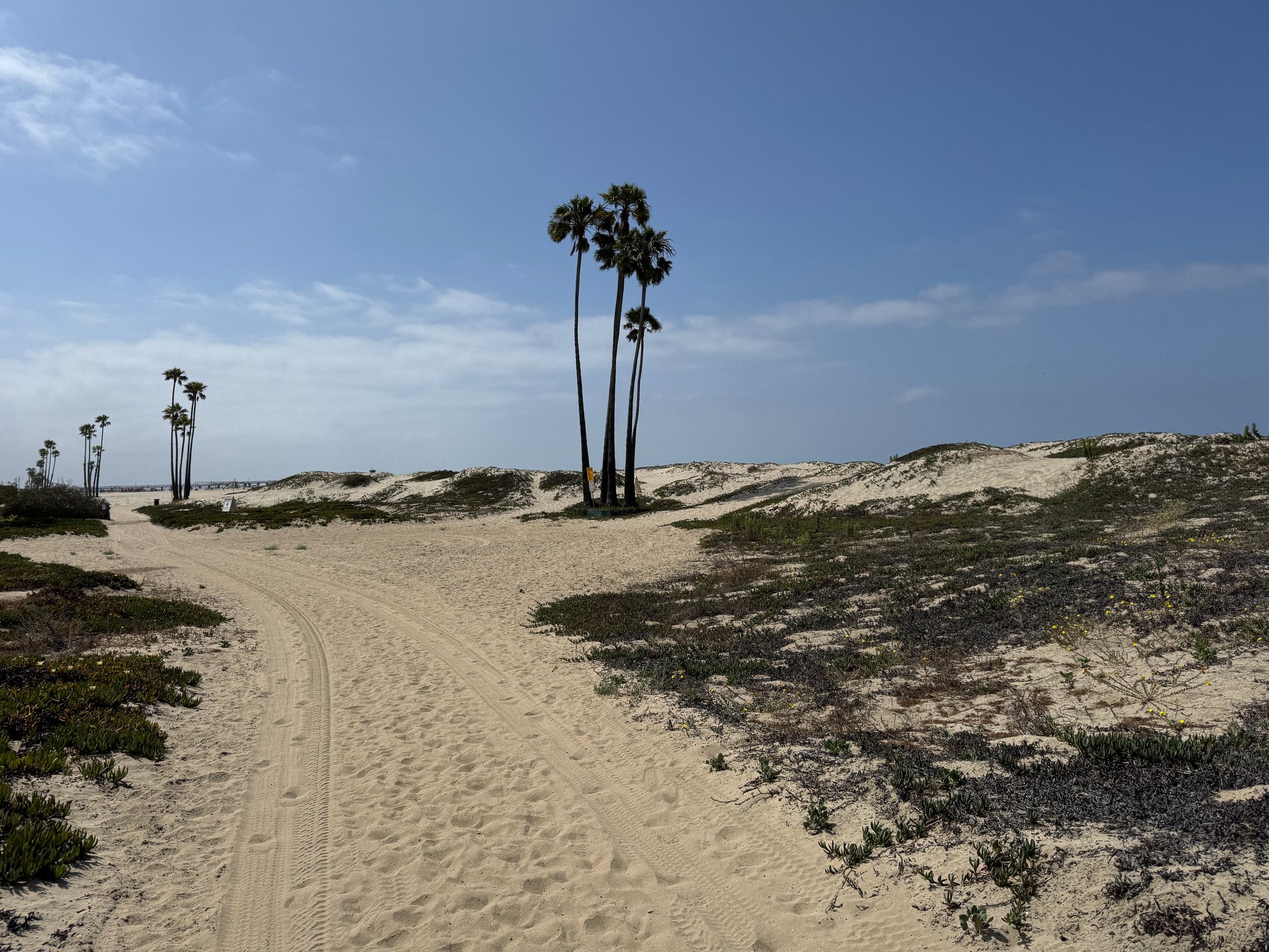 Seal Beach dunes 3